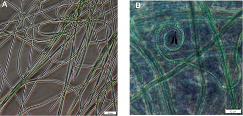 Figure 2 Inverted light micrographs of Desertifilum sp.Notes: (A) The filamentous structure of Desertifilum sp. (B) The apical end (blackhead arrow) of a Desertifilum sp. filament. Scale bar = 50 µm.