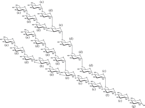 Figure 1. The putative structure of IMD. (a) Nonreducing end α-Glcp; (b) 1,3-linked α-Glcp; (c) 1,4-linked α-Glcp; (d) 1,6-linked α-Glcp; (e) 1,3,6-linked α-Glcp; (f) 1,4,6-linked α-Glcp; (g) reducing-end Glcp.