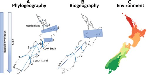 Figure 2. Major regions (and their boundaries) identified as potential areas for ecosourcing. A, Phylogeographic regions where two or more species share similar genetic patterns in having a boundary between genotypes (numbers indicate genotypes represented by a general boundary). Lines marking phylogeographic patterns from studies listed in Supplementary Table S3 and shown individually in Supplementary Figure S2. Note the shaded areas represent 4 and 5 species each, respectively, and are therefore generalised boundaries. Other species have negligible or clinal patterns of variation (indicated by left-hand bars). B, Biogeographic regions. The shaded area represents an area where competing hypotheses of the biogeographic boundary occur (see text). Hatched line represents Southern Alps axis. C, Eight environmental domains.