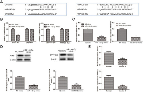 Figure 3 miR-140-5p negatively regulated GYS1 and PPP1CC expression. (A) Bioinformatics analysis of predicted interaction of miR-140-5p with its binding sites in the GYS1 and PPP1CC gene. (B) Relative luciferase activity in HepG2 cells co-transfected with either NC mimic or miR-140-5p mimic and GYS1-Wt/PPP1C-Wt or GYS1-Mut/PPP1C-Mut (n=8). (C) qRT-PCR showing relative expression of GYS1 and PPP1CC in HepG2 cells transfected with NC mimic, miR-140-5p mimic (n=8). (D) Western blotting showing relative protein expression of GYS1 and PPP1CC in HepG2 cells transfected with NC mimic, miR-140-5p mimic. β-actin was detected as a loading control (n=8). (E) qRT-PCR showing relative expression of GYS1 and PPP1CC in insulin-resistant HepG2 cells (n=8). Data were expressed as the mean ± standard deviation; ** P<0.01, ***P<0.001, compared with the normal group.
