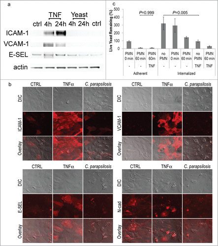 Figure 6. (A) Infection with C. parapsilosis did not induce endothelial expression of ICAM-1, VCAM-1 or E-selectin at the protein level. Western blot of lysates from control endothelial cells (ctrl), cells treated with low doses of TNFα (1.25 ng/mL for 4 or 24 hours), or live C. parapsilosis for 4 or 24 hours. Standard TNFα (25 ng/ml) for 24 hours resulted in such high expression of ICAM, VCAM and E-selectin that small changes in their baseline expression could not be accurately measured. Note that at this concentration, ICAM-1 and VCAM-1 still showed strong upregulation with TNFα, but E-selectin showed only modest increases. The ICAM blot was subsequently reprobed for actin to confirm equal loading. (B) Infection with C. parapsilosis did not induce endothelial expression of ICAM-1, VCAM-1 or E-selectin by immunofluorescence. HUVEC were incubated overnight with C. parapsilosis, or for 4 hours with TNFα (25 ng/ml). Monolayers were fixed in neutral buffered formalin and stained by indirect immunofluorescence. (C) Effect of TNFα on killing. Endothelial cells were pretreated with TNFα (25 ng/mL) for 4 hours (as described in Fig. 1), and the efficiency of killing measured as before. TNFα had no effect on killing efficiency for adherent yeast, but significantly reduced yeast internalization (P = 0 .005). Data represent means and SEM from 3 independent experiments.