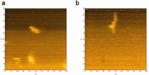 Figure 2. HS-AFM images of αS showing (a) globular conformation and (b) extended conformation of αS