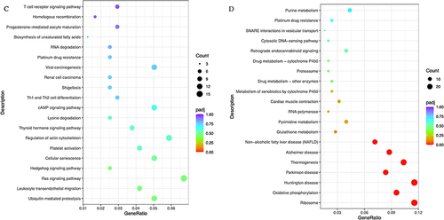 Figure 3 GO and KEGG enrichment analysis of down and up-regulated differentially expressed genes. (A) GO terms in up-regulated differentially expressed genes. (B) GO terms in down-regulated differentially expressed genes. (C) Statistics of Pathway Enrichment in up-regulated differentially expressed genes. (D) Statistics of Pathway Enrichment in down-regulated differentially expressed genes.