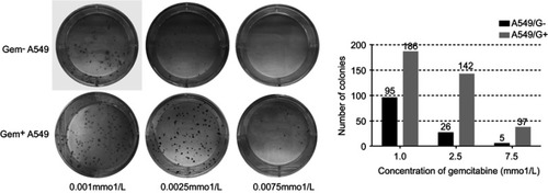 Figure 3 The results of colony-forming unit assays.
