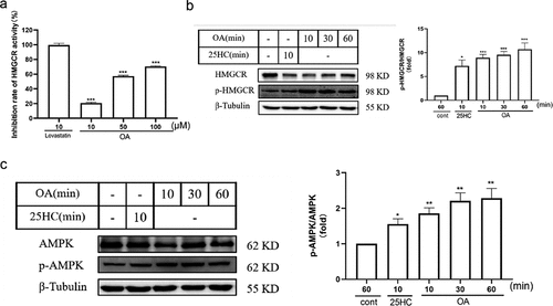 Figure 4. OA reduces HMGCR enzyme activity through the AMPK signaling pathway. (a) Influence of different concentrations of OA compared to lovastatin on the inhibition rate of HMGCR enzyme activity. (b) Impact of OA on HMGCR and p-HMGCR protein levels in HepG2 cells. (c) Effect of OA on AMPK and p-AMPK protein levels in HepG2 cells. Statistics: *p < .05, **p < .01, ***p < .001 versus the control group; ns, not significant (p > .05). OA, oleanolic acid; HMGCR, 3-hydroxy-3-methylglutaryl-coenzyme a reductase.