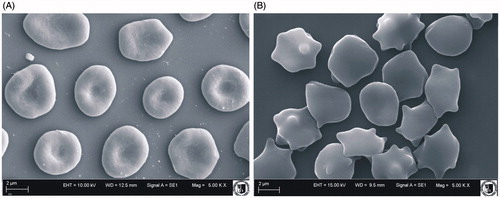 Figure 2. Shapes of unmodified erythrocytes (A) and modified with CGA (B) observed with electron microscope at 0.05 mg/ml concentration.