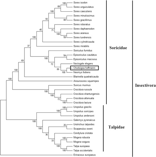 Figure 1. Phylogenetic tree generated using the Maximum Parsimony method based on complete mitochondrial genomes. Chodsigoa hoffmanni (MK940327), Crocidura lasiura (KR007669), Crocidura shantungensis (JX968507), Crocidura attenuata (KP120863), Crocidura russula (AY769264), Episoriculus macrurus (KU246040), Episoriculus caudatus (KM503097), Neomys fodiens (KM092492), Nectogale elegans (KC503902), Anourosorex squamipes (KJ545899), Blarinella quadraticauda (KJ131179), Suncus murinus (KJ920198), Soriculus fumidus (AF348081), Sorex araneus (KT210896), Sorex cylindricauda (KF696672), Sorex unguiculatus (AB061527), Sorex tundrensis (KM067275), Sorex caecutiens (MF374796), Sorex roboratus (KY930906), Sorex isodon (MG983792), Sorex gracillimus (MF426913), Sorex mirabilis (MF438265), Sorex daphaenodon (MK110676), Sorex minutissimus (MH823669), Talpa europaea (Y19192), Urotrichus talpoides (AB099483), Uropsilus soricipes (JQ658979), Uropsilus gracilis (KM379136), Mogera wogura (AB099482), Mogera robusta (MK431828), Condylura cristata (KU144678), Galemys pyrenaicus (AY833419), Scapanulus oweni (KM506754), Talpa occidentalis (MF958963), Uropsilus andersoni (MF280389), and Erinaceus europaeus (NC002080).