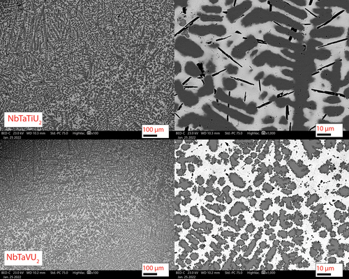 Fig. 4. Backscatter SEM micrographs of the NbTaTiU2 and NbTaVU2 alloys. Annotated scale bars are in units of micrometers. These also had phases similar to the two Mo-Nb alloys with a light gray U-rich phase and the dark gray refractory precipitates. Additionally, the NbVTiU2 alloy also had Ti precipitates like the MoNbTiU2 alloy, but rather than floret precipitates, they were needles.