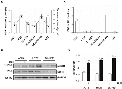 Figure 1. DDR1 is expressed and phosphorylated in human A375, HT29 and SK-HEP tumor cell lines. Cells were cultured in serum-free basal media. (a) Some cells were immune-labeled with fluorescent anti-DDR1 antibodies and submitted to flow cytometry analysis on the percentage of cells expressing DDR1 (bars) and the fluorescence intensity of per cell (points). (b) Remaining cells were analyzed for DDR1 mRNA expression by RT-PCR. Tumor cells were cultured in serum-free basal media, in the presence or absence of exogenous Collagen I. (c) Representative Western blot analysis of phosphorylated (pDDR1) and total DDR1 expression in response to exogenous Collagen I. (d) Histogram on computer-assisted semi-quantification of Western Blots for pDDR1 and DDR1 expression in the cells in response to exogenous collagen I from three independent experiments. Data are presented as the means ± standard error, n = 3 (***P < 0.0001)