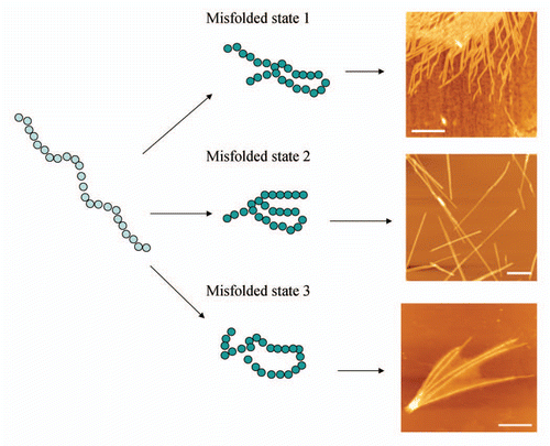 Figure 1 Scheme illustrating that a protein molecule can adopt several conformational states which may result in aggregates of different morphologies. AFM images of CGNNQQNY peptide from Sup35 yeast prion protein aggregated with the formation of fibrils of distinct morphologies at different conditions. Scale bar is 500 nm.