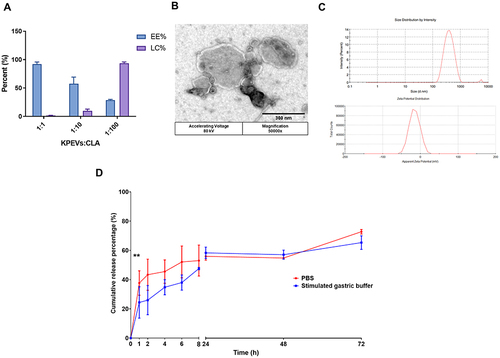 Figure 1 Optimization of KPEVs-CLA preparation, physical characterization, and drug release profile. (A) Encapsulation efficiency (EE%) and loading capacity (LC%) of each KPEVs-CLA preparation were analyzed using HPLC. (B) Morphology of KPEVs-CLA. The scale bar indicates 300 nm. (C) The size distribution and zeta potential of KPEVs-CLA, at a ratio of 1:100, were determined via DLS using a Zetasizer Nano ZS. (D) The CLA-releasing profile at 0–72 h in 1XPBS (pH 7.4) or stimulated gastric buffer (SGF) (pH 1.2) was analyzed using HPLC (**p ≤ 0.01). The results are presented as the mean ± SD of three independent experiments. Statistical analysis was performed using one-way ANOVA with Bonferroni post hoc tests.