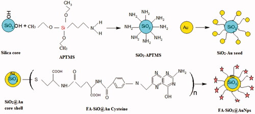 Figure 1. Schematic illustration of synthesis procedure of SiO2@Au and FA-SiO2@AuNPs.