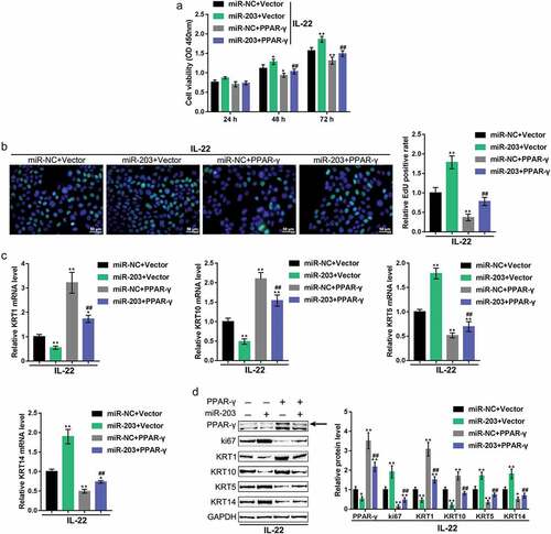 Figure 6. Dynamic effects of miR-203 and PPAR-γ on keratinocytes HaCaT cells were treated with IL-22 to generate a psoriasis-like dermatitis model in vitro and cotransfected with miR-203 and PPAR-γ-overexpressing vector (miR-NC and empty vector were used as negative controls, respectively), and examined for (a) cell viability using MTT assay; (b) DNA synthesis capacity by EdU assay; (c) the mRNA expression of KRT5, KRT10, KRT1, and KRT14 using real-time PCR; (d) the protein levels of PPAR-γ, ki67, KRT1, KRT10, KRT5, and KRT14 using immunoblotting. *P < 0.05, **P < 0.01, compared to control group; ##P < 0.01, compared to miR-NC (negative control) + PPAR-γ group.