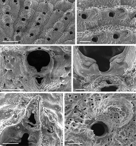 Figure 25. Schizomavella (Schizomavella) cerranoi sp. nov. (holotype). (a) Colony. (b) Ovicellate zooids. (c) Orifice and suboral avicularium. (d) Zooidal orifice showing the sinus and condyles. (e) Avicularium. (f) Ovicell. Scales: (a) 500 µm; (b) 200 µm; (c, f) 100 µm; (d) 20 µm; (e) 50 µm.