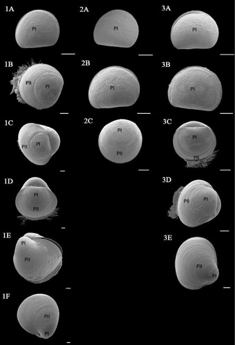 Figure 5 SEM images of C. gigas larvae over the rearing period within controls (1A–1F) and larvae exposed to 0.2 M trehalose (2A–2C) and 0.4 M trehalose (3A–3F). A, B, C, D, E and F represent larvae that were 1, 5, 9, 15, 17 and 21 days old, respectively. Abbreviations: PI, prodissoconch I; PII, prodissoconch II. Scale bars = 20 µm.