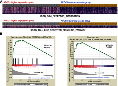 Figure S1 Gene set enrichment analysis (GSEA) enrichment analysis of the co-expressed genes.Notes: (A) GSEA-generated heatmap for highly enriched genes in extracellular matrix (ECM) receptor interaction and the Toll-like receptor (TLR) signaling pathway on APOC1-higher expression group compared to the APOC1-lower expression group from the TCGA COAD-READ dataset. (B) GSEA on the TCGA COAD-READ dataset identified ECM receptor interaction and the TLR signaling pathway as regulatory targets of APOC1. The GSEA enrichment plot shows values for normalized enrichment score (NES) =2.00, NES =1.91 and P<0.001, P=0.002.
