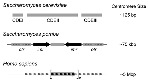 Figure 1 The variation in centromere sizes among eukaryotes is schematically illustrated. The simple point centromere of the budding yeast is only 125 bp long, and is organized into three well defined centromere DNA elements (CDE I, II and III). The fission yeast centromere is roughly 600 times larger, and is comprised of a ∼25 kbp central region that includes a ∼5 kbp core flanked immediately by two large inverted repeats (imrs; innermost repeats). The distal borders of the centromere harbor smaller repeats (otrs; outer repeats). The human centromere is roughly 60–70 times the size of the fission yeast centromere. Its repeating motif is a 171 bp element known as the α-satellite (alphoid) DNA. Also included within this array is a regularly repeated 17 bp consensus sequence to which the CENP-B protein binds.