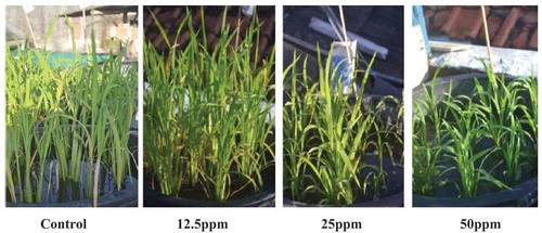 Figure 1. Growth of black rice plant treated with paclobutrazol (PBZ) at 6 weeks after planting.Source; Dewi et al. (Citation2016)