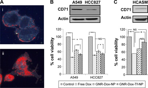 Figure 3 Cell uptake and cell viability studies.Notes: (A) Hyperspectral fluorescence images of Dox in A549 cells after 2 h of incubation with (i) GNR-Dox-NP and (ii) GNR-Dox-Tf-NP. (B) Cell viability in A549, HCC827, and (C) HCASM cell lines treated with free Dox, GNR-Dox-NP, and GNR-Dox-Tf-NP at 24 h. Western blot images show TfR expression in (B) A549, HCC827, and (C) HCASM cells. β-actin was used as a loading control. *P<0.05; **P<0.0001.Abbreviations: GNR-Dox-NP, gold nanorod-doxorubicin-nanoparticle; GNR-Dox-Tf-NP, gold nanorod-doxorubicin-transferrin-nanoparticle; HCASM, human coronary artery smooth muscle; NS, not significant.