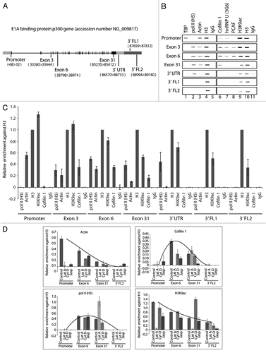 Figure 2 Cofilin-1 selectively occupies gene coding region. (A) The E1A binding protein p300 (EP300) gene. (B) ChIP assays with the indicated antibodies. Co-precipitated DNA was analyzed by PCR with primers for promoter, proximal and distal exons, 3′UTR and gene flanking regions (FL). (C) Quantification of relative occupancies at EP300 gene promoter, proximal and distal exons, 3′UTR, 3′ FL1 and FL2 of phosphorylated pol II (H5), actin, H3, H3K9ac, cofilin 1. The bar diagrams show relative amounts of gene promoter, exon 3, exon 6, exon 31, 3′UTR, FL1 and FL2 precipitated with antibodies against the above proteins and with a non-specific rabbit IgG used as control in the ChIP assay in part B. Calculations were made with respect to H3. Values were obtained by densitometric calculations of PCR products resolved by agarose gel electrophoresis (and revealed by ethidium bromide staining) in at least five independent experiments. Error bars represent standard deviations. (D) Cofilin-1 gene occupancy is sensitive to G-actin depletion. Densitometric quantification of relative occupancies determined by ChIP experiments on chromatin isolated from untreated cells or cells treated with the indicated drugs. Bars diagrams represent average values calculated from analysis of promoter, coding regions (exon 6 and exon 31) and 3′ FL2 over five independent experiments. All values are normalized against the signals obtained with an H3 antibody. See also supplemental information.