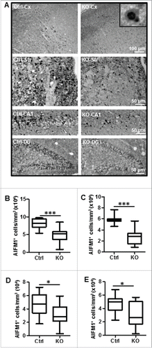 Figure 6. Neuronal Atg7 deficiency reduced hypoxia-ischemia-induced AIFM1 nuclear translocation. (A) Representative AIFM1 staining 24 h after HI and the corresponding quantifications of the number of AIFM1-positive nuclei (B) in the cortex (Cx) (80,610 nuclei ± 4,038 nuclei/mm3 vs. 49,060 nuclei ± 6,115 nuclei/mm3; ***, P < 0.001), (C) in the striatum (Str) (59,610 nuclei ± 2,322 nuclei/mm3 vs. 28,020 nuclei ± 4,287 nuclei/mm3; ***, P < 0.001), (D) in the CA1 (45,620 nuclei ± 3,849 nuclei/mm3 vs. 30,350 nuclei ± 5,123 nuclei/mm3; *, P < 0.05) and (E) dentate gyrus (DG) (48,260 nuclei ± 5,278 nuclei/mm3 vs. 30,730 nuclei ± 4,294 nuclei/mm3; *, P < 0.05). n = 11/group. KO: atg7 KO (Atg7flox/flox; Nes-Cre) and Ctrl: Atg7flox/+; Nes-Cre.