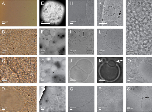 Figure 2 NSHs composed by mixing soya lecithin, glycerol and supernatant from spruce needle homogenate.