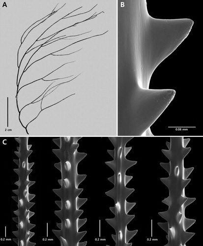 Figure 4. Antipathes dicrocrada n. sp., holotype NIWA 19806: A, corallum; B, single spines; C, sections of branchlets (B and C from schizoholotype, USNM 1494016/SEM stub 462).