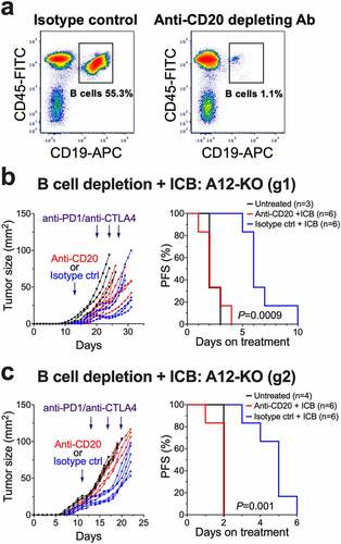 Figure 7. Depletion of B cells eliminates the improved response to anti-PD1/anti-CTLA4 therapy in A12-KO T11 tumors. BALB/c mice were orthotopically injected with A12-KO T11 cells and then either treated with anti-PD1/anti-CTLA4 therapy, as in Figure 6, or untreated. Three days prior to administration of anti-PD1/anti-CTLA4 treatment, mice received tail vein injections of anti-CD20 depleting or isotope control antibodies. (a) Representative FACS analysis of splenic B cells seven days after tail vein injections. (b, c) The effect of anti-PD1/anti-CTLA4 antibodies on tumor growth rates (left) and progression-free survival rates (right) in mice with A12-KO (g1) tumors (b) and A12-KO (g2) tumors (c). Progression was defined as a 20% increase in tumor diameter, or 1.44-fold increase in tumor area.