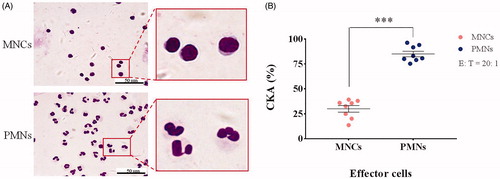 Figure 1. (A) Diff-Quik staining of mononuclear cells (MNCs) and polymorphonuclear leukocytes (PMNs). (B) Cancer killing activity (CKA) of MNCs and PMNs on healthy donors (n = 8; mean ± SEM; two-tailed Student’s t-test; ***, p < .001).