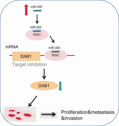 Figure 9. The molecular mechanism involved miR-300 targeting DAB1 in PC. MiR-300 inhibited the expression of DAB1 so that the expression of RAC1, MMP2, MMP9, CyclinD1, and CyclinE was increased. Down-regulated miR-300 suppressed proliferation, adhesion, migration, invasion, and cell cycle, but promoted apoptosis of PC cells. While down-regulation of miR-300 could reverse the above tendency and provided a therapeutic target for PC