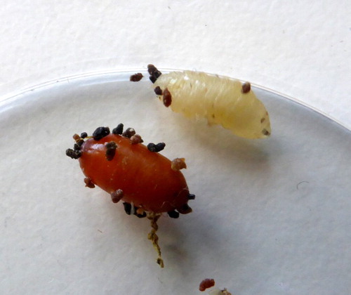 Figure 2. (Colour online) Freshly emerged last instar larvae (above) and pupae (below) of O. pallipes.