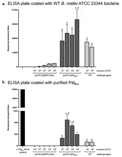 Figure 7. ELISA using serum from mice challenged with B. mallei WT and recombinant strains. Serum samples were serially diluted and placed in duplicate wells of plates coated with whole paraformaldehyde-fixed B. mallei ATCC 23344 bacteria (panel A) and with purified His-tagged PalBm protein (panel B). Alkaline-phosphatase-conjugated goat anti-IgG mouse antibodies (light and heavy chains) were used for detection. Serum samples were tested in duplicate on at least 2 separate occasions. The results are expressed as the mean (plus standard error) reciprocal endpoint titers. Naïve serum was used to establish background reactivity, and the endpoint titers correspond to the highest immune serum dilutions giving ELISA values greater than the mean value of naïve serum plus 3 standard deviations. The labels on the x-axis show the source of immune serum samples (collected from survivors in experiments to determine the LD50 of B. mallei WT and recombinant strains, see Figures 5 and 6). The asterisks indicate that the increase in serum titers, compared to samples from mice infected with pal KO (pBHR1∆Dra) bacteria, is statistically significant. The hashtags indicate that the increase in serum titers, compared to samples from mice infected with WT bacteria, is statistically significant.