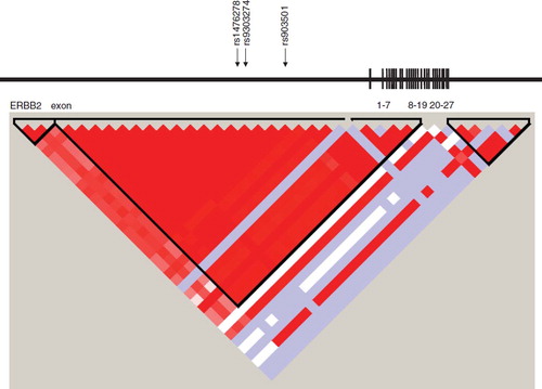 Figure 2. Linkage disequilibrium (LD) blocks of the ERBB2 gene and arrows indicating location of SNPs selected to estimate haplotypes by SAS Genetics. Exons have been redrawn to show the relative positions in the ERBB2 gene, therefore maps are not to physical scale.