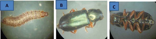 Plate 2: A: Dorsal view of Larva of Necrobia rufipes (Red-Legged Ham Beetle), B: Dorsal view of an adult Necrobia rufipes (Red-Legged Ham Beetle), C: The ventral view (underside) of the abdomen of an adult Necrobia rufipes (Red-Legged Ham Beetle)