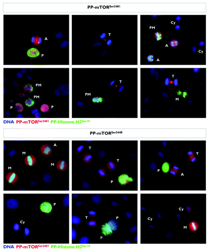 Figure 7. Mitotic dynamics of phospho-mTORSer2481 and phospho-mTORSer2448 during mitosis and cytokinesis. Asynchronously growing A431 cells were fixed and stained as described in the Materials and Methods. The figure shows representative portions of images containing dividing cells captured with a 20x objective in the channels corresponding to phospho-mTORSer2481 (red), phospho-mTORSer2448 (red), phospho-Histone H3Ser10 (green) and Hoechst 33258 (blue), and the images were merged with a BD PathwayTM 855 Bioimager System using BD AttovisionTM software. (P, prophase; PM, prometaphase; A, anaphase; M, metaphase; T, telophase; Cy, cytokinesis.)