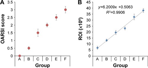 Figure 6 Graphical representation of OARSI score and fluorescent intensity (ROI).Notes: (A) OARSI score of different groups (A–F) of mice in different stages of arthritis development. (B) Binding of fluorescent nanosomes significantly enhanced with an increase in OARSI score. Group A (sham) and Groups B–F mice were grouped according to the average OARSI score.Abbreviations: OARSI, Osteoarthritis Research Society International; ROI, region of interest.