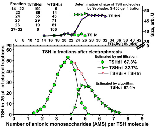 Figure 4. Estimation of percent TSHdi by gel filtration in a serum sample from a 27-year-old woman with hypothyroidism. Distribution of TSH in pg per 25 µL eluate in relation to AMS per molecule by electrophoresis in the lower panel. Results of estimations of size of TSH glycoforms in fractions after electrophoresis in the upper panel, including measurements where TSHdi and TSHtri overlap.