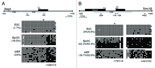 Figure 3. Differential DNA methylation of the Stag3 and Smc1β promoters in ESCs, EpiSCs, and MEFs. (A) CGI methylation of the Stag3 promoter in ESCs, EpiSCs, and MEFs. (B) CGI methylation of the Smc1β promoter in ESCs, EpiSCs, and MEFs. *Designates the position of E2f6 binding site; +1 designates the TSS.