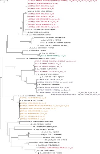 Figure 1. Phylogenetic relationships of 29 different eae sequences identified in this study and 30 eae subtypes reference sequences based on Neighbor-Joining method. The corresponding eae subtype (number of strains), strain name, serotype (number of strains), and stx subtype (number of strains) are shown. The eae subtypes/genotypes in this study are indicated in bold and different colors. Scale bar indicates genetic distance.