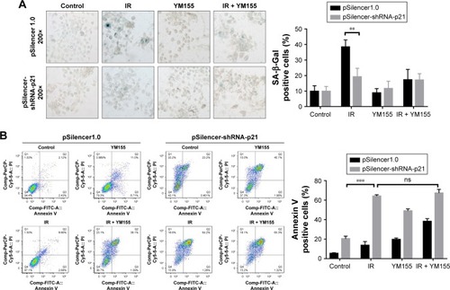 Figure 6 Knocking down the expression of p21 diminished the radiosensitization of YM155 in KYSE150 cells. (A) Representative images of SA-β-Gal (green) staining for KYSE150 cells of different treatments; quantifications are shown on the right. (B) Representative images of Annexin V/PI staining for cells under different conditions; quantifications are shown on the right. **p < 0.01; ***p < 0.001.