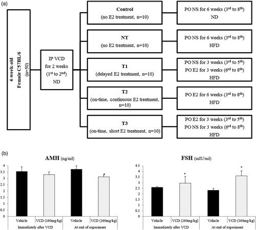 Figure 1. Study design and VCD treatment results.A. Flow-chart visualization of the study group classification.IP, intra-peritoneal; VCD, 4-vinylcyclohexene diepoxide with 160mg/kg; ND, normal diet; E2, estradiol with 0.2mg/kg; NT, no estradiol treatment; T1, treatment group 1 with delayed estradiol treatment for 3 weeks; T2, treatment group 2 with on-time, continuous estradiol treatment for 6 weeks; T3, treatment group 3 with on-time, short estradiol treatment for 3 weeks; PO, per oral; NS, normal saline 0.9%; HFD, high fat diet.B. AMH and FSH levels after the completion of VCD treatment.AMH, anti-Müllerian hormone; FSH, follicle-stimulating hormone; VCD, 4-vinylcyclohexene diepoxide. *P-value <.05 (vs. vehicle).