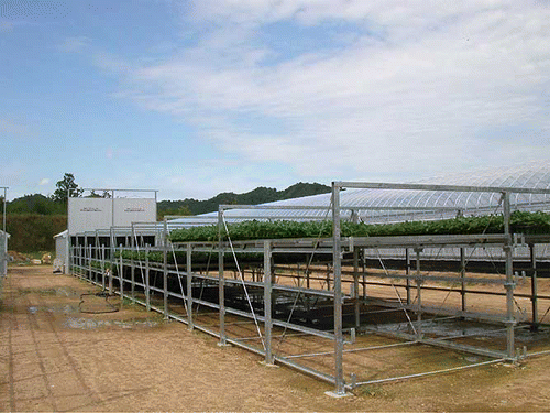 FIGURE 5 Special equipment “Yarei-ko” (night cooling chamber) for short day–low temperature treatment (Miki, Kagawa on September 2009). Sliding tiered shelves are put into air-conditioned chamber (13–15°C) beyond the shelves from 2 pm to 6 am (color figure available online).