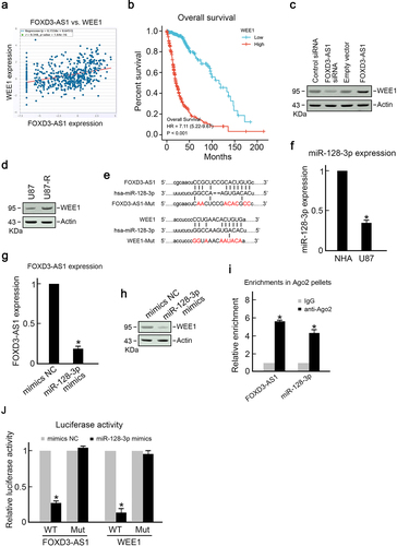 Figure 4. FOXD3-AS1 promoted WEE1 expression by sponging miR-128-3p.