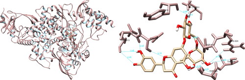 Figure 5. Hesperidin interactions with SARS-CoV-2 RNA-dependent RNA polymerase, visualized in UCSF Chimera. Hesperidin formed 10 hydrogen bonds with amino acids: Lys551, Tyr619, Arg624, Thr680, Asp760, Asp761 and Cys813.