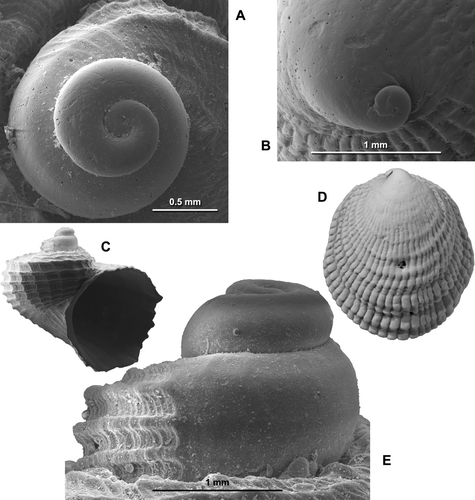 Fig. 19  (A,C,E) Zelippistes benhami (Suter); A, protoconch of specimen in Fig. 16F, SEM, dorsal view; C,E, NMNZ M.112179, Recent, 27-37 m, NE of Urupukapuka I., Bay of Islands, Northland, 34°14.10'S, 172°9.00'E, SEM; C, whole shell, diameter 8.4 mm; E, protoconch of C, lateral view. (B,D) Sabia australis (Lamarck), GS2784, T23/f6491, 3-10 m above Torlesse greywacke, Opawe Stream, Pohangina Valley, W Wanganui Basin, early Nukumaruan; B, abraded protoconch, SEM; D, whole shell, height 7.6 mm.