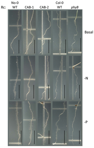 Figure 6. Root development of wild-type and phytochrome-deficient seedlings under continuous red light. No-0 wild-type (No-0 WT), CAB3::pBVR1 (CAB-1), CAB3::pBVR2 (CAB-2), Col-0 wild-type (Col-0 WT), and phyB seedlings were grown vertically at 22 °C for 7 d on basal, nitrogen-limited (-N), or phosphate-limited (-P) Phytoblend medium with 1% sucrose under red continuous (Rc) illumination of 50 µmol m-2 s-1. Representative images of seedlings from 2 independent biological replicates are shown. Scale bars represent 0.5 cm.