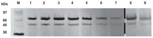 Figure 5 Protein stability evaluation by SDS-PAGE (M, molecular weight markers; 1, BSA; 2, FITC-BSA; 3, FITC-BSA particle; 4, FITC-BSA liposome; 5, FITC-BSA lipoparticle-I; 6, FITC-BSA lipoparticle-IE; 7, Freeze-dried FITC-BSA lipoparticle-IE; 8, FITC-BSA lipoparticle-IE in 13.7 mM PBS for 4 hours; and 9, FITC-BSA lipoparticle-IE in 13.7 mM PBS for 8 hours).Abbreviations: SDS-PAGE, sodium dodecyl sulfate polyacrylamide gel electrophoresis; FITC-BSA, fluorescein isothiocyanate-conjugated bovine serum albumin.