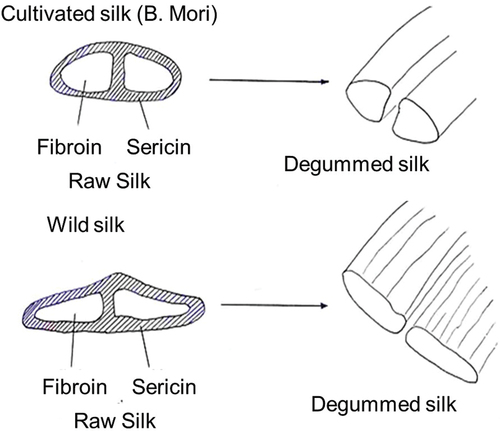 Figure 3. Cross section, longitudinal view and perspective of silk filaments.