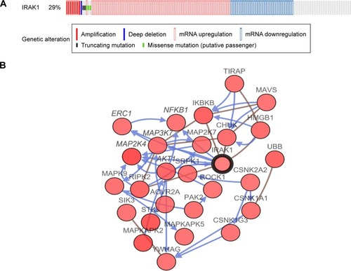 Figure 10 The alteration of IRAK1 and its interaction in altered neighboring genes in 440 HCC cases from the cBioPortal database.