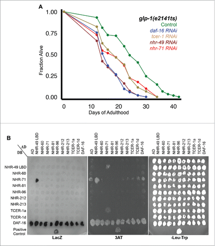 Figure 1. NHR-49/PPARα collaborates with NHR-71/HNF4 to promote longevity of germline-less animals. A: Effect of nhr-71 RNAi on the longevity of glp-1 mutants. Adult glp-1 mutants were subjected to feeding RNAi by culturing them on bacteria expressing dsRNA targeting daf-16 (blue; m = 16.8 ± 0.2; n = 106/106; P vs. control <0.0001), tcer-1 (brown; m = 19.9 ± 0.7; n = 108/108; P vs. control <0.0001), nhr-49 (maroon; m = 16.5 ± 0.1; n = 116/117; P vs. control <0.0001) and nhr-71 (red; m = 19.8 ± 0.5; n = 103/103; P vs. control 0.0001). Lifespan curve of control animals grown on empty vector is shown in green (m = 25.1 ± 0.1; n = 94/117). Y-axis shows the fraction of animals alive at any time point, X-axis the days of adulthood. Data is shown as mean lifespan in days (m) ± standard error of the mean (SEM). ‘n’ refers to the number of worms analyzed divided by total number of worms tested in the experiment. P values were calculated using the log rank (Mantel Cox) method. Similar results were obtained in 2 additional trials. B: Interaction of NHR-49/PPARα and NHR-71/HNF4 in Yeast-Two-Hybrid (Y2H) assay. Small scale matrix to test Y2H interactions between NHRs that influence glp-1 longevity as well as DAF-16/FOXO3A and TCER-1/TCERG1, by growth on 20 mM 3AT and by LacZ expression. Growth on permissive –Leu –Trp plates is provided as a control. Gal4-activation domain (AD) and DNA-binding domain fusions (DB) for the NHR-49/PPARα ligand binding domain (LBD) and the indicated full-length NHRs, a DAF-16/FOXO3A full-length, TCER-1/TCERG1a full length and a C-terminally truncated isoform (TCER-1/TCERG1d) were tested pairwise. AD and DB are empty vector controls and an NHR-25-DB-SMO-1 AD interaction was used as a positive control. The NHR-49 ligand-binding domain (LBD) bait included amino acids 120-474 encoded by the nhr-49a transcript. All other baits were full-length proteins. As seen here, DAF-16/FOXO3A shows auto-activation that has not been reported before. The NHR-49 LBD bait did not exhibit homo-dimerization, in keeping with previous reports where the full-length protein was found to be essential for homodimerizationCitation38,39